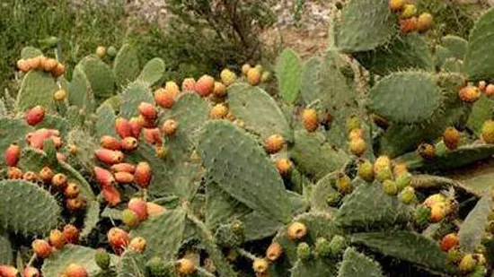                         Millions in profits with the prickly pear cultivation project
                    