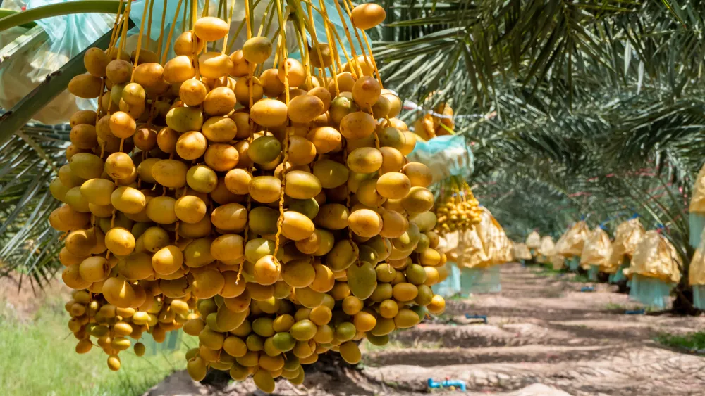                         5 Basic Steps to Become a Millionaire in One Year
                    