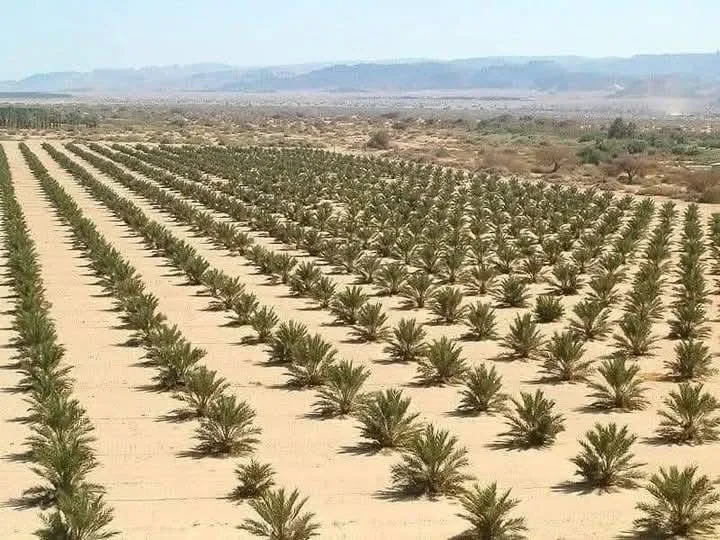                         Feasibility Study for a Palm Tree Cultivation Project
                    