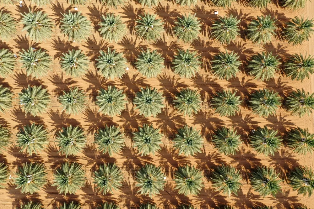                                         Agricultural Investment Service (Gram Farms)
                                        